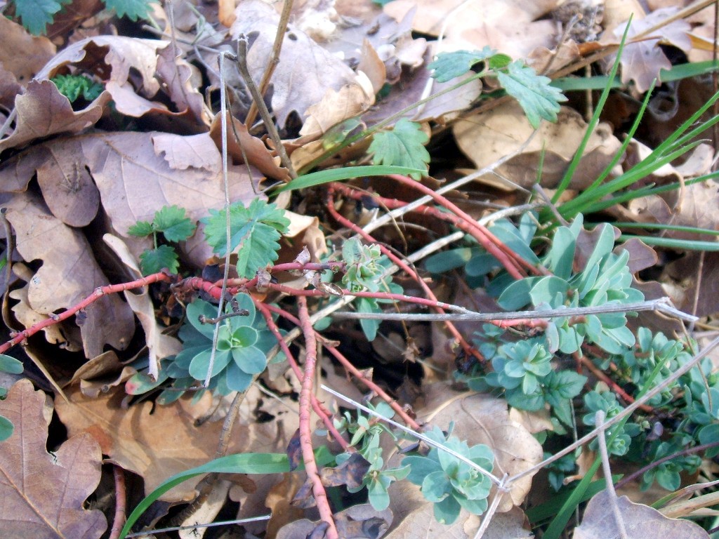 Euphorbia barrelieri / Euforbia di Barrelier